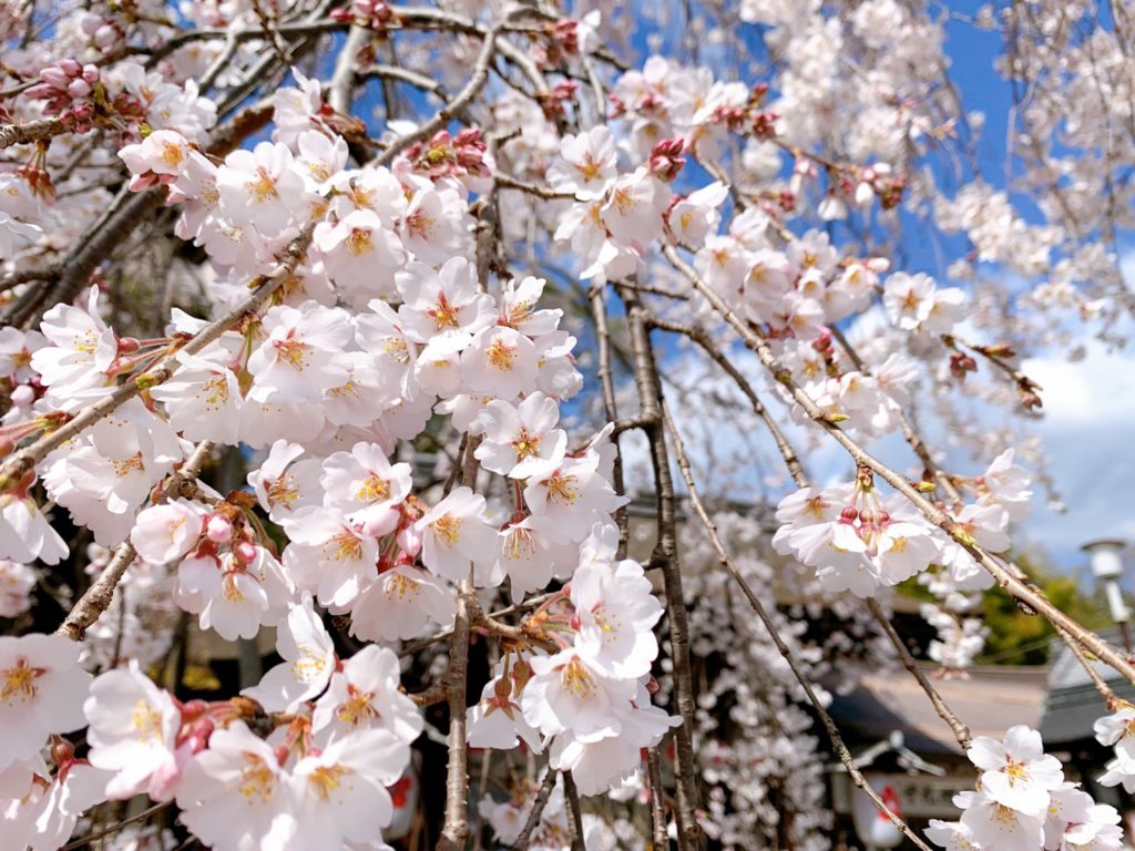 平野神社 桜 開花状況 見頃　魁桜